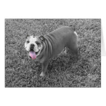 english bulldog named Gucci cards by jvinnyg english bulldog named Gucci cards