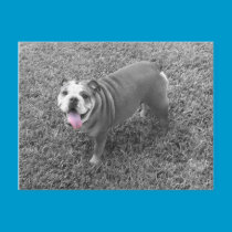 english bulldog named Gucci postcards