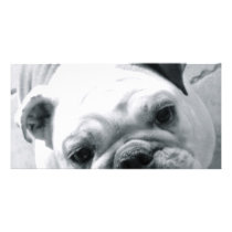 English Bulldog photo cards by halleey English Bulldog photo cards