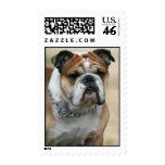 English Bulldog Stamp