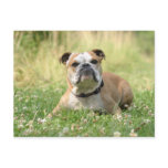 English Bulldog Postcard