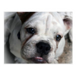 English Bulldog Postcard