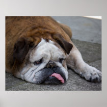 English Bulldog Posters