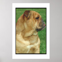 English Bulldog Poster