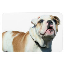 English bulldog vinyl magnet
