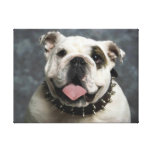 English Bulldog Premium Wrapped Canvas Stretched Canvas Prints