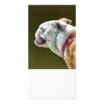 English Bulldog Profile photo cards