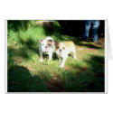 English Bulldog Puppies cards