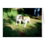 English Bulldog Puppies cards