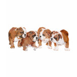 English Bulldog Puppies t-shirts