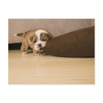 English Bulldog puppy biting pillow Post Cards