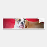 English bulldog puppy bumper stickers