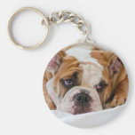 English bulldog puppy key chains