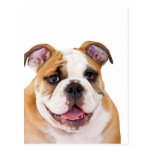 English bulldog puppy post cards