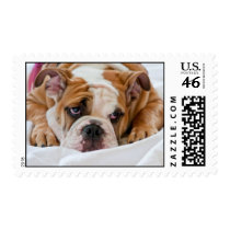 English Bulldog Puppy Stamp