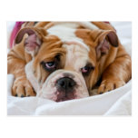 English Bulldog Puppy Postcard