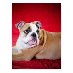 English bulldog puppy postcard
