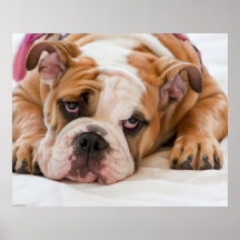 English Bulldog Puppy Print