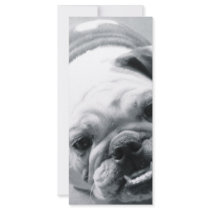 English Bulldog rack cards