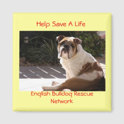 English Bulldog Rescue Network