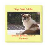 English Bulldog Rescue Network - Customized magnets