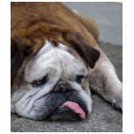english, bulldog, dogs