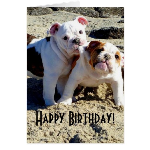 English Bulldogs Puppy Love Birthday Card | Zazzle