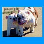 English Bulldogs You Belong With Me postcards