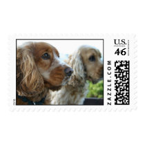 English Cocker Spaneil Postage Stamp