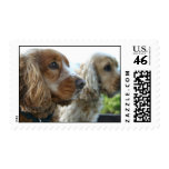 English Cocker Spaneil Postage Stamp