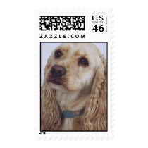 English Cocker Spaniel Postage