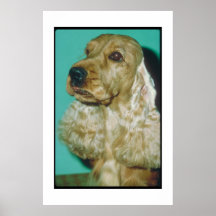 English Cocker Spaniel Poster