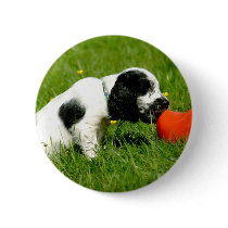 English Cocker Spaniel Puppy with Red Clog