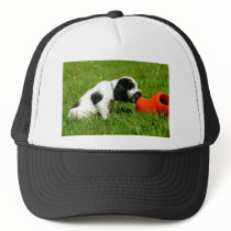 English Cocker Spaniel Puppy with red clog
