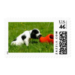 English Cocker Spaniel Puppy with Red Clog postage