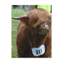 English Cows postcards by Killlashandra English Cows postcards