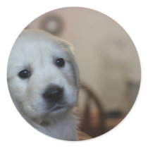 English Cream Goldens stickers