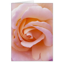 English Garden Peach and Pink Rose Card