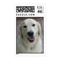 English golden retriever postage