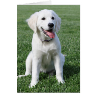 golden retriever template golden retriever cards zazzle golden retriever template golden retriever cards zazzle