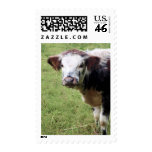 English Longhorn Calf | Cow Postage