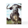 English Longhorn Cattle Cow Blank Greeting Card