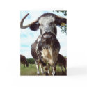 English Longhorn Cattle Cow Blank Greeting Card
