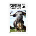 English Longhorn Cattle Cow - Medium Postage postage