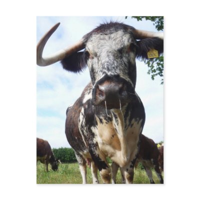 English Longhorn Cattle Cow Postcard by SnapiKat