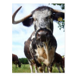 English Longhorn Cattle Cow Postcard postcards