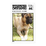 English Mastiff Dog Postage Stamp