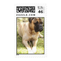 English Mastiff Dog Postage Stamp