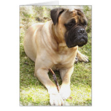 English Mastiff Greeting Card