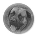 English Mastiff magnets